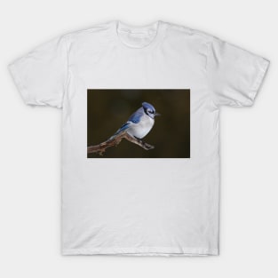 Blue Jay in Winter T-Shirt